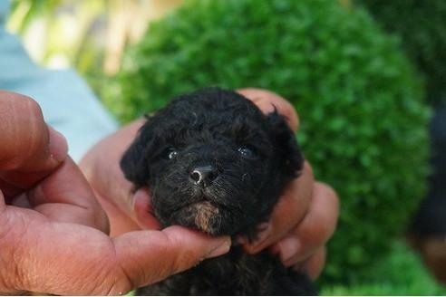 成約済の京都府のトイプードル-43978の1枚目