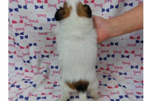 成約済の千葉県のパピヨン-43997の1枚目