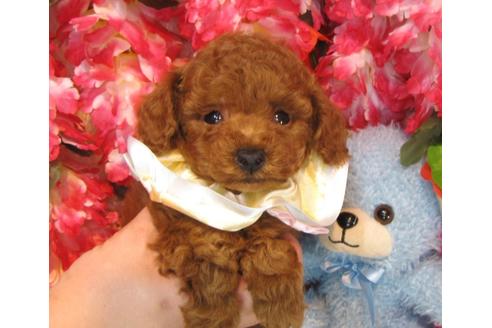成約済の茨城県のトイプードル-44006の2枚目