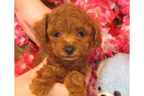 成約済の茨城県のトイプードル-44006の3枚目