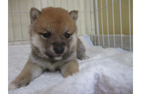 成約済の岡山県の柴犬-44019の2枚目