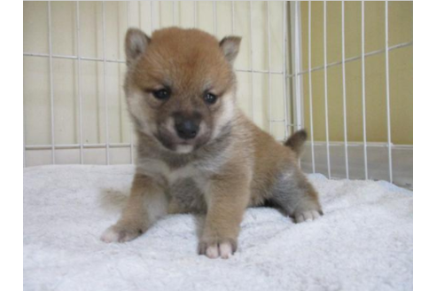 成約済の岡山県の柴犬-44019の1枚目