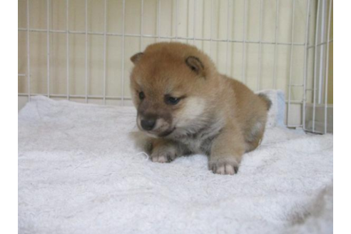 成約済の岡山県の柴犬-44020の1枚目