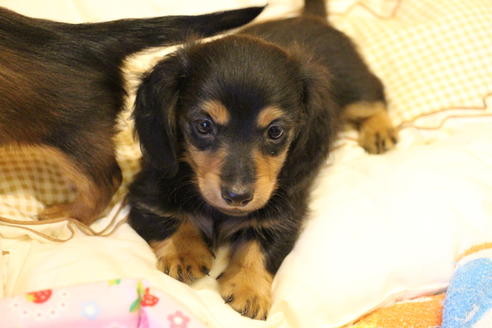 成約済の愛知県のカニンヘンダックスフンド(ロングヘアード)-42426の5枚目