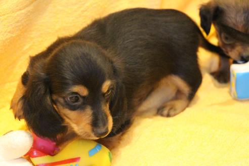 成約済の愛知県のカニンヘンダックスフンド(ロングヘアード)-42426の4枚目