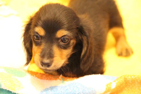 成約済の愛知県のカニンヘンダックスフンド(ロングヘアード)-42426の3枚目