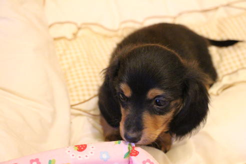 成約済の愛知県のカニンヘンダックスフンド(ロングヘアード)-42426の2枚目