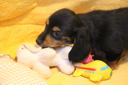 成約済の愛知県のカニンヘンダックスフンド(ロングヘアード)-42426の1枚目