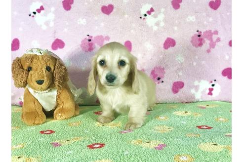 成約済の兵庫県のミニチュアダックスフンド-43102の4枚目