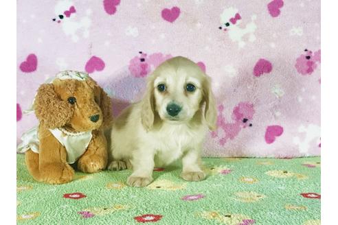 成約済の兵庫県のミニチュアダックスフンド-43102の1枚目