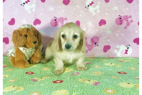 成約済の兵庫県のミニチュアダックスフンド-43102の2枚目