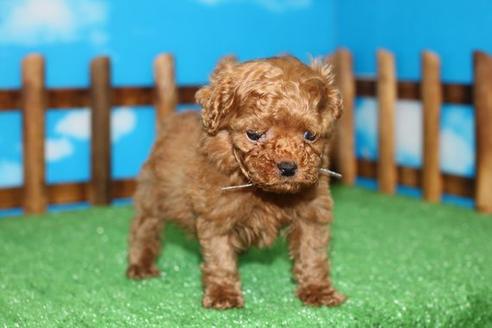 成約済の滋賀県のトイプードル-43708の1枚目