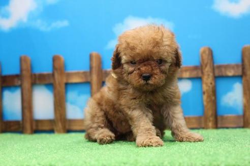 成約済の滋賀県のトイプードル-43707の2枚目