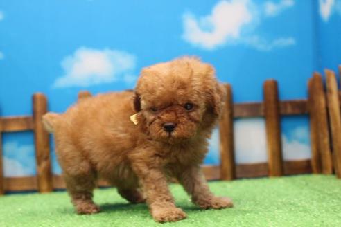 成約済の滋賀県のトイプードル-43707の1枚目