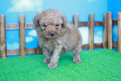 成約済の滋賀県のトイプードル-43705の3枚目