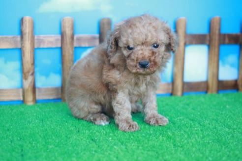 成約済の滋賀県のトイプードル-43705の2枚目