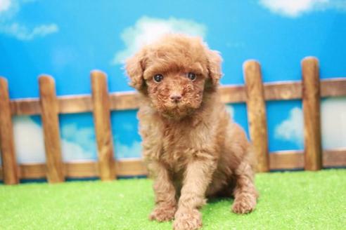 成約済の滋賀県のトイプードル-43703の2枚目