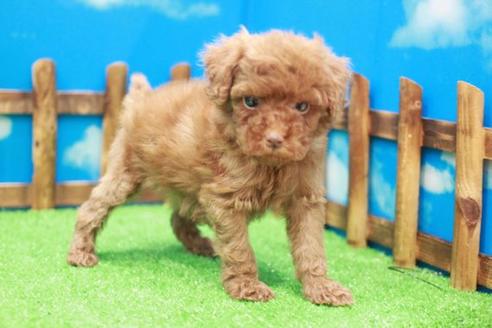 成約済の滋賀県のトイプードル-43703の1枚目