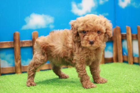 成約済の滋賀県のトイプードル-43702の1枚目