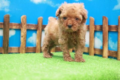 成約済の滋賀県のトイプードル-43701の2枚目