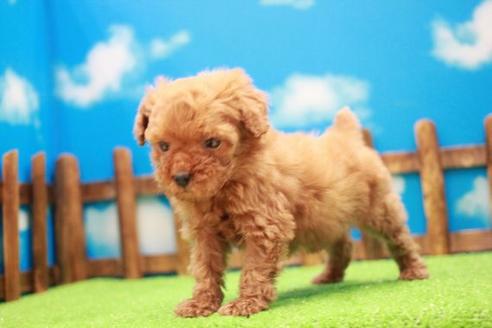 成約済の滋賀県のトイプードル-43701の1枚目