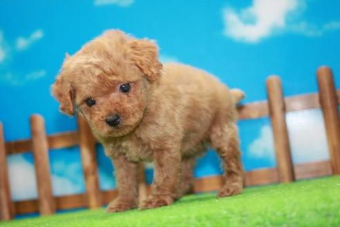 成約済の滋賀県のトイプードル-43700の2枚目