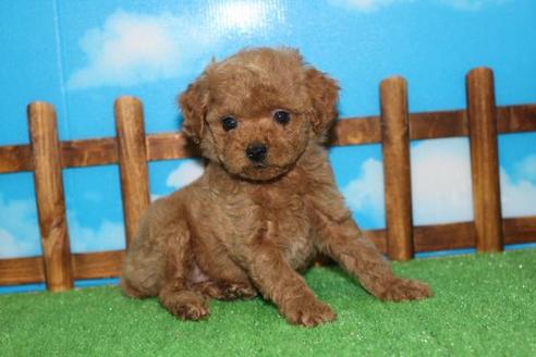 成約済の滋賀県のトイプードル-43700の1枚目