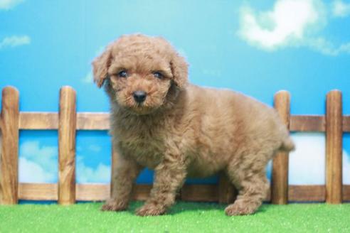 成約済の滋賀県のトイプードル-43699の2枚目