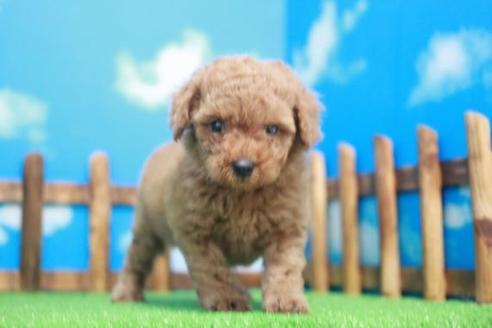 成約済の滋賀県のトイプードル-43699の1枚目