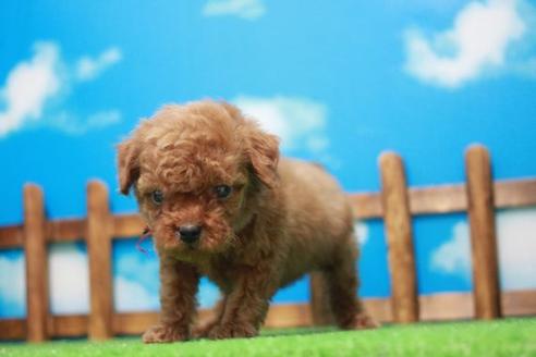 成約済の滋賀県のトイプードル-43698の1枚目