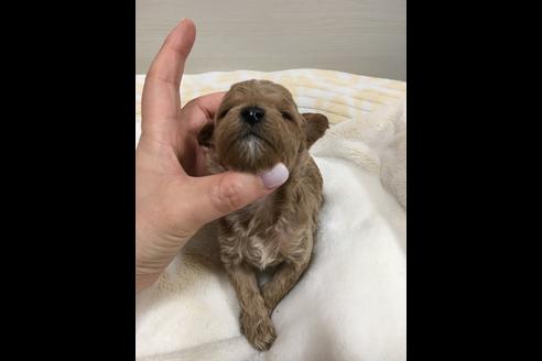 成約済の大阪府のトイプードル-43271の3枚目