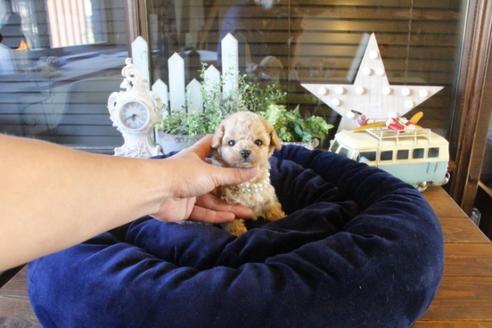 成約済の埼玉県のトイプードル-44065の2枚目