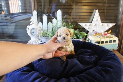 成約済の埼玉県のトイプードル-44065の3枚目