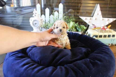 成約済の埼玉県のトイプードル-44065の4枚目