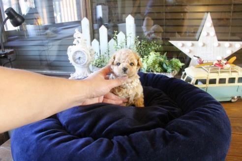 成約済の埼玉県のトイプードル-44065の5枚目