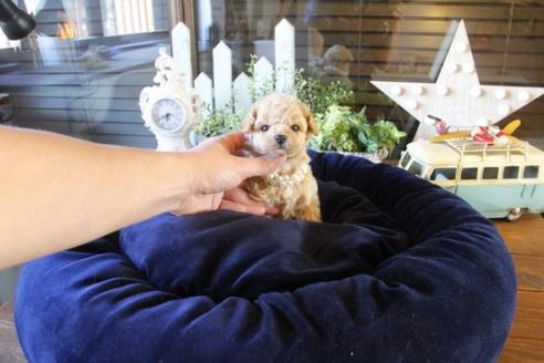 成約済の埼玉県のトイプードル-44065の1枚目