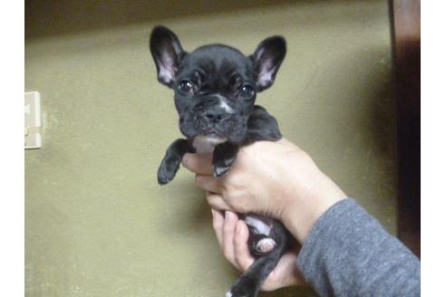 成約済の福岡県のフレンチブルドッグ-42781の3枚目