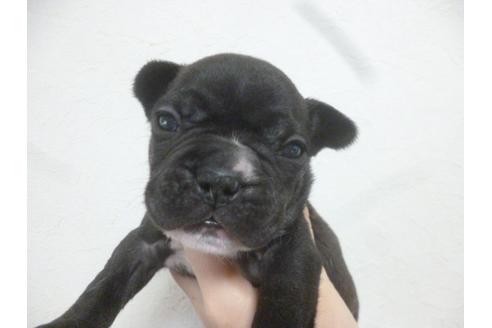 成約済の福岡県のフレンチブルドッグ-42781の4枚目