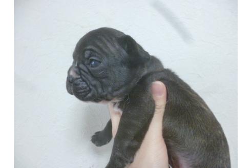 成約済の福岡県のフレンチブルドッグ-42781の5枚目