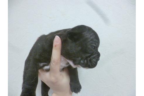 成約済の福岡県のフレンチブルドッグ-42781の1枚目