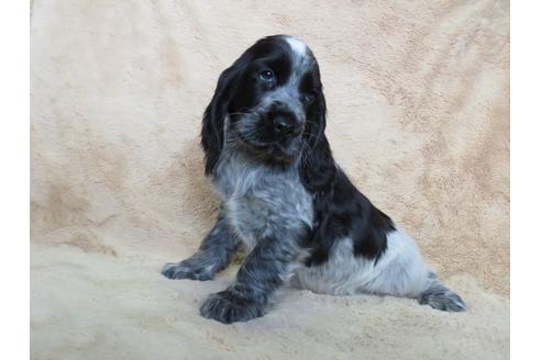 子犬