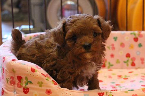 成約済の愛知県のトイプードル-42489の5枚目