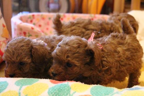 成約済の愛知県のトイプードル-42489の3枚目