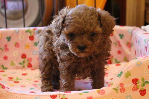 成約済の愛知県のトイプードル-42483の3枚目