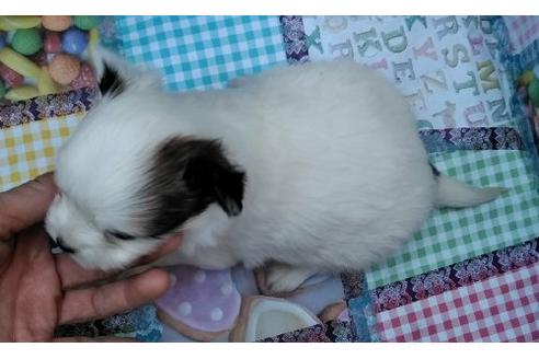 成約済の岐阜県のパピヨン-44141の1枚目