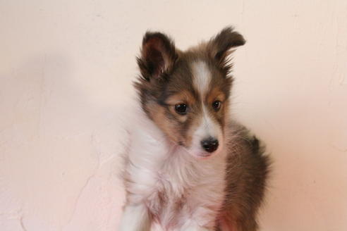 成約済の京都府のシェットランドシープドッグ(シェルティ)-42981の4枚目