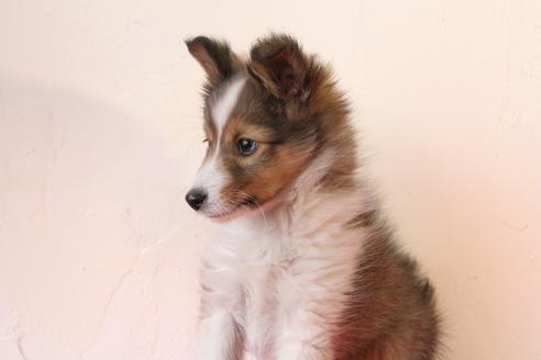 成約済の京都府のシェットランドシープドッグ(シェルティ)-42981の3枚目