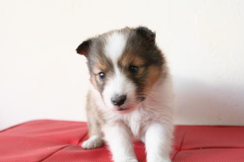 成約済の京都府のシェットランドシープドッグ(シェルティ)-42981の2枚目