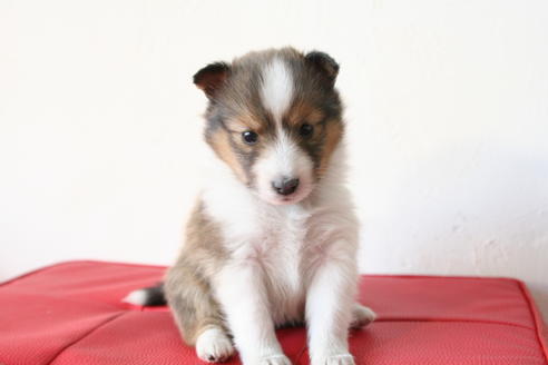 成約済の京都府のシェットランドシープドッグ(シェルティ)-42981の1枚目