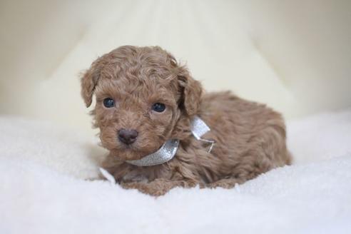 成約済の滋賀県のトイプードル-44225の2枚目